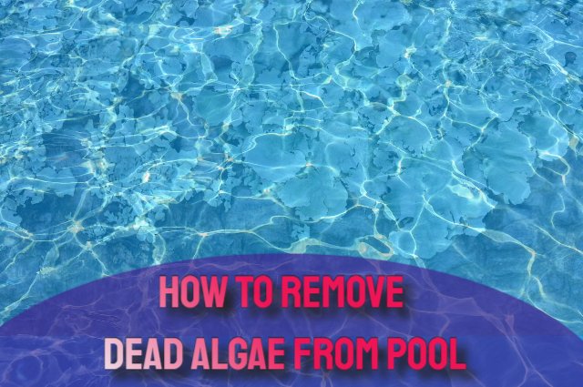 how to remove dead algae from pool bottom